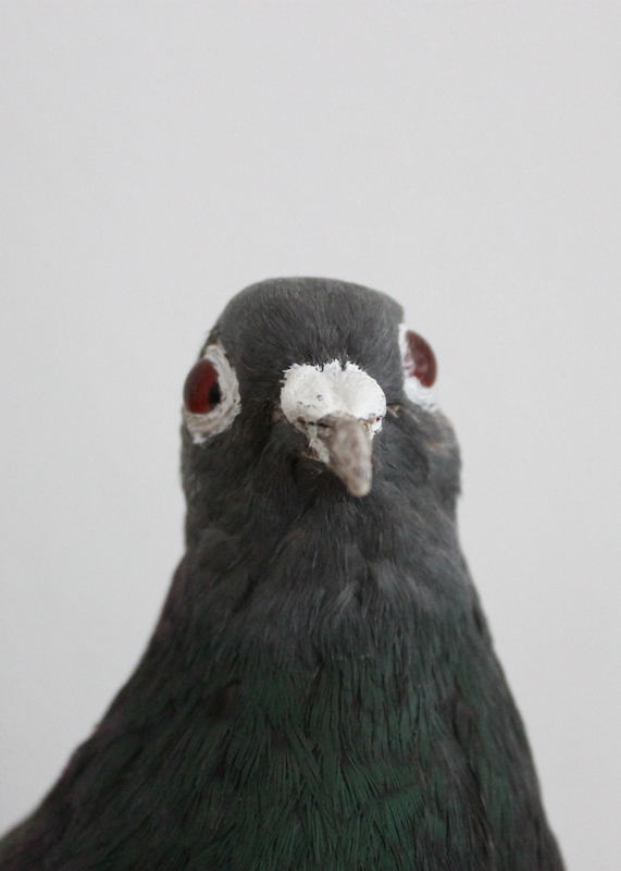 Una Paloma Habanera